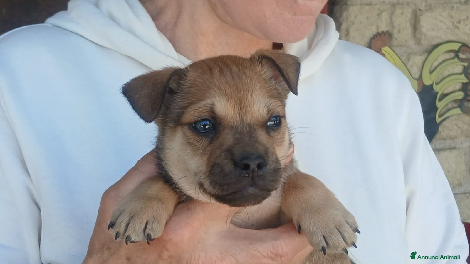 Meticcio cani IL PICCOLO ZORRO NON VUOLE STARE IN CANILE - Annuncio 7