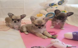 Chihuahua cani in vendita: Cuccioli Chihuahua a pelo lungo con Pedegree Enci  - Annuncio 14