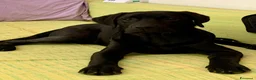 Labrador cani in vendita: Cucciola di Labrador Retriever  nera - Annuncio 1