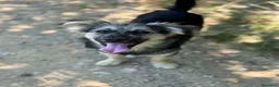 Meticcio cani in regalo: 3 cuccioli TAGLIA PICCOLA incredibilmente dolci! - Annuncio 3