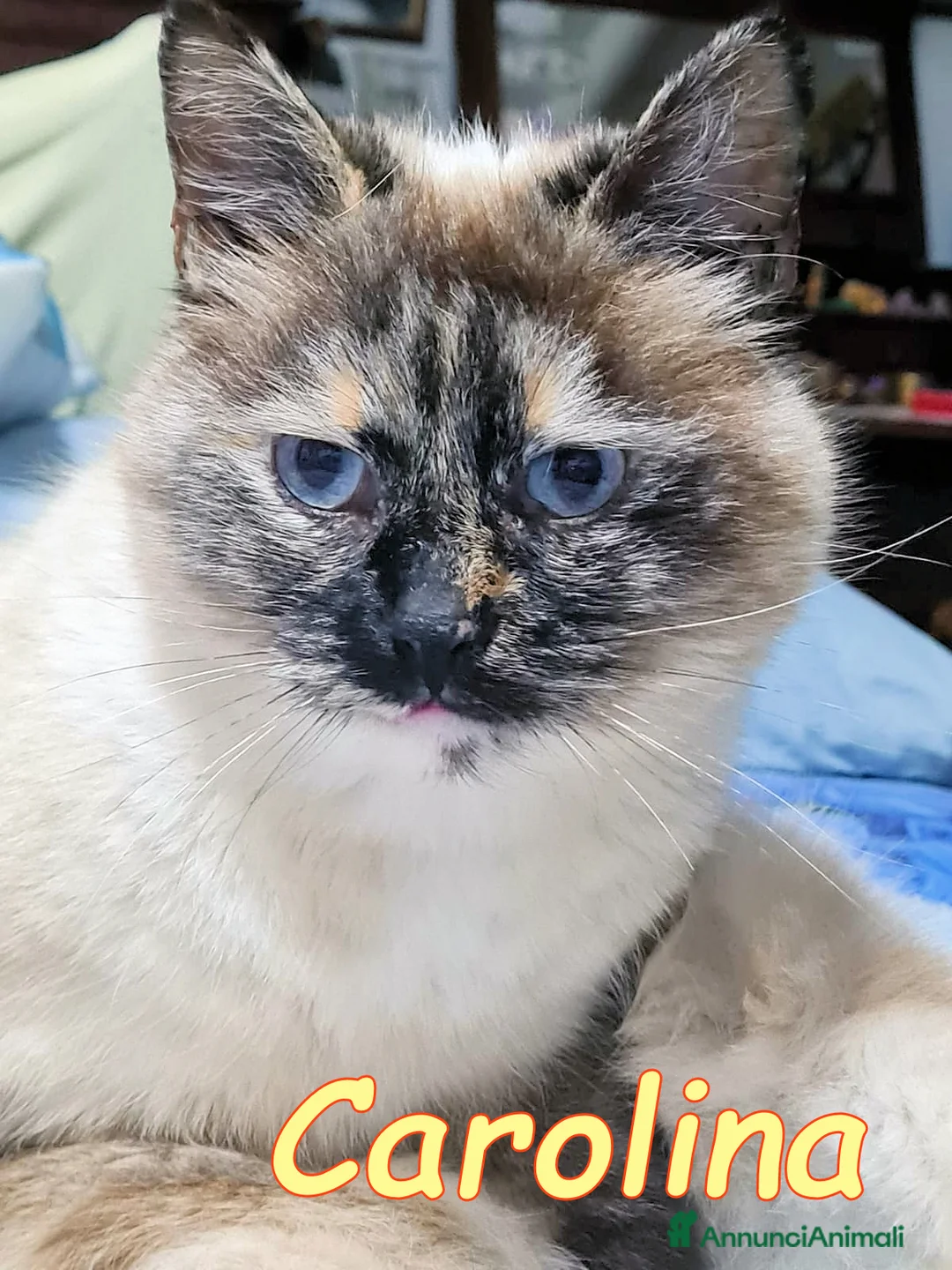 Europeo gatti in regalo: CAROLINA MICINA SIMILSIAMESE - Annuncio 1