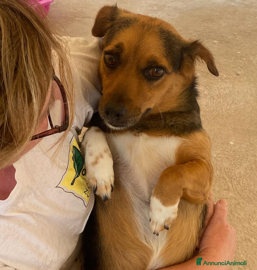 Meticcio cani in regalo: MEMOLE taglia piccola 4 anni cerca adozione a Provincia di Latina - Annuncio 3