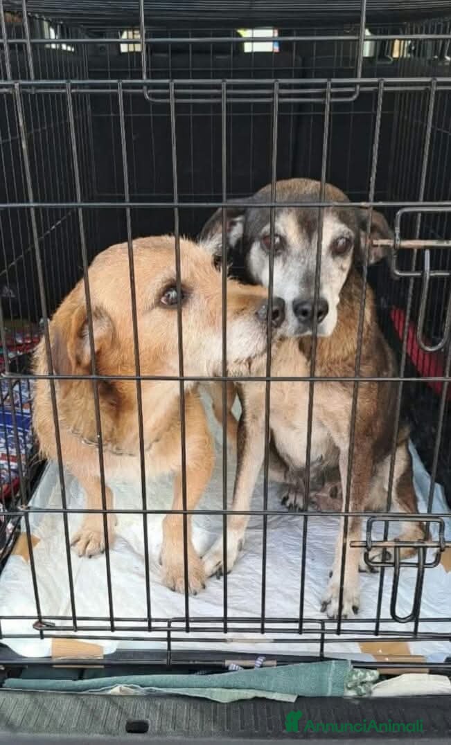 Meticcio cani APPELLO 😩:finiti incanile,moriranno!SERVEMIRACOLO - Annuncio 11