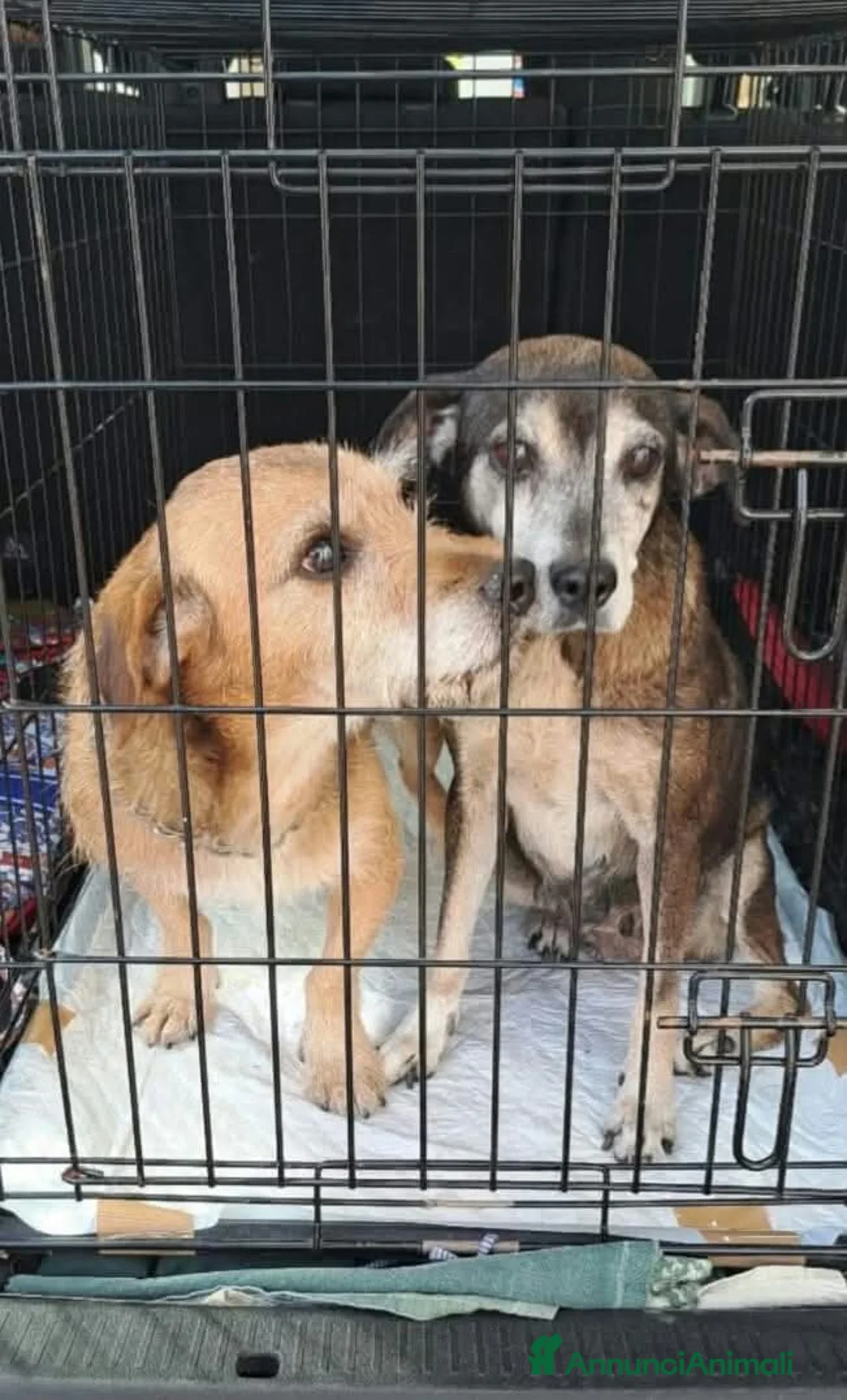 Meticcio cani in regalo: APPELLO 😩:finiti incanile,moriranno!SERVEMIRACOLO - Annuncio 1