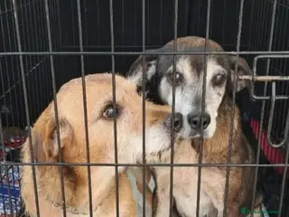 Meticcio cani APPELLO 😩:finiti incanile,moriranno!SERVEMIRACOLO - Annuncio 11