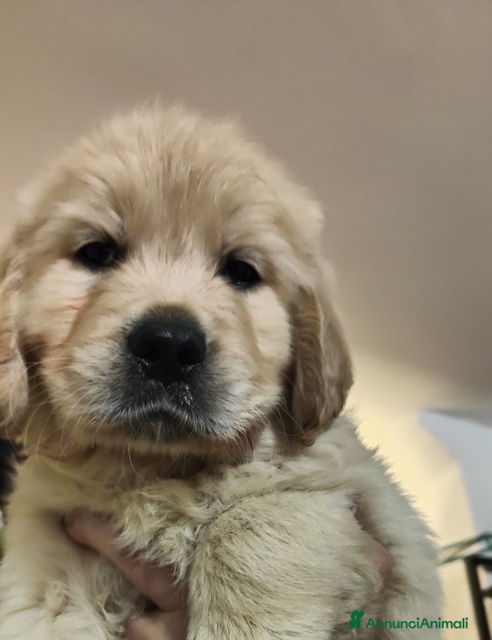Golden Retriever cani Golden retriever  - Annuncio 1