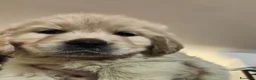 Golden Retriever cani in vendita: Golden retriever  - Annuncio 1