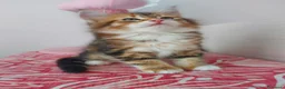 Siberiano gatti in vendita: Cucciolo Siberiano Certificato  - Annuncio 10