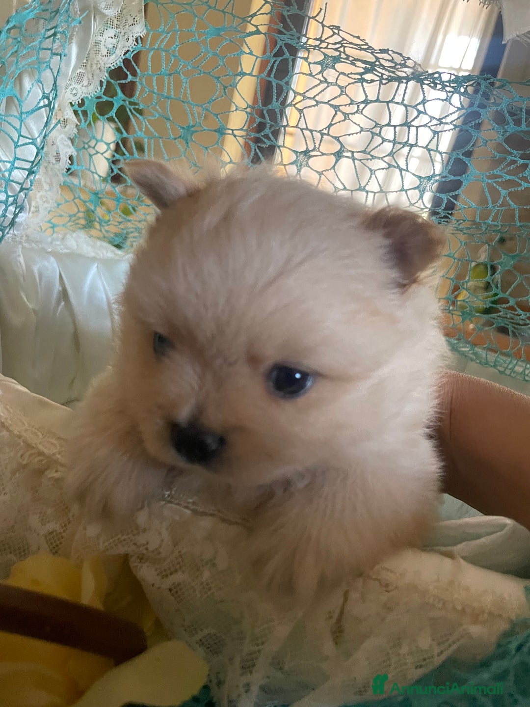 Spitz cani in vendita: Spitz tedesco nano /pomerania a Città metropolitana di Roma Capitale - Immagine 6