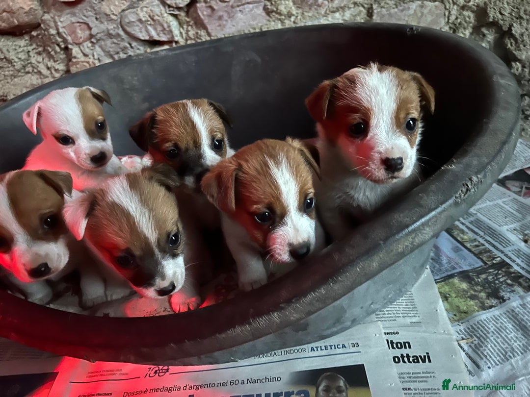 Jack Russell cani in vendita: Cuccioli di jack russell terrier  - Annuncio 11