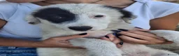 Meticcio cani in regalo: BRIE 🩷  UNA MACCHIA, MILLE COCCOLE 😍😍 a Provincia di Padova - Annuncio 6