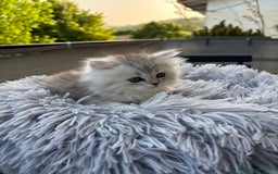 Persiano gatti in vendita: Gattini persiani Chinchilla e Himalayani  a Provincia di Ravenna - Immagine 19