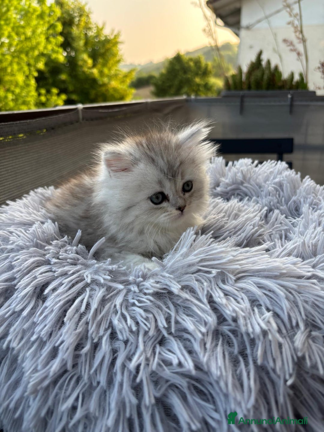 Persiano gatti in vendita: Gattini persiani Chinchilla e Himalayani  a Provincia di Ravenna - Immagine 19