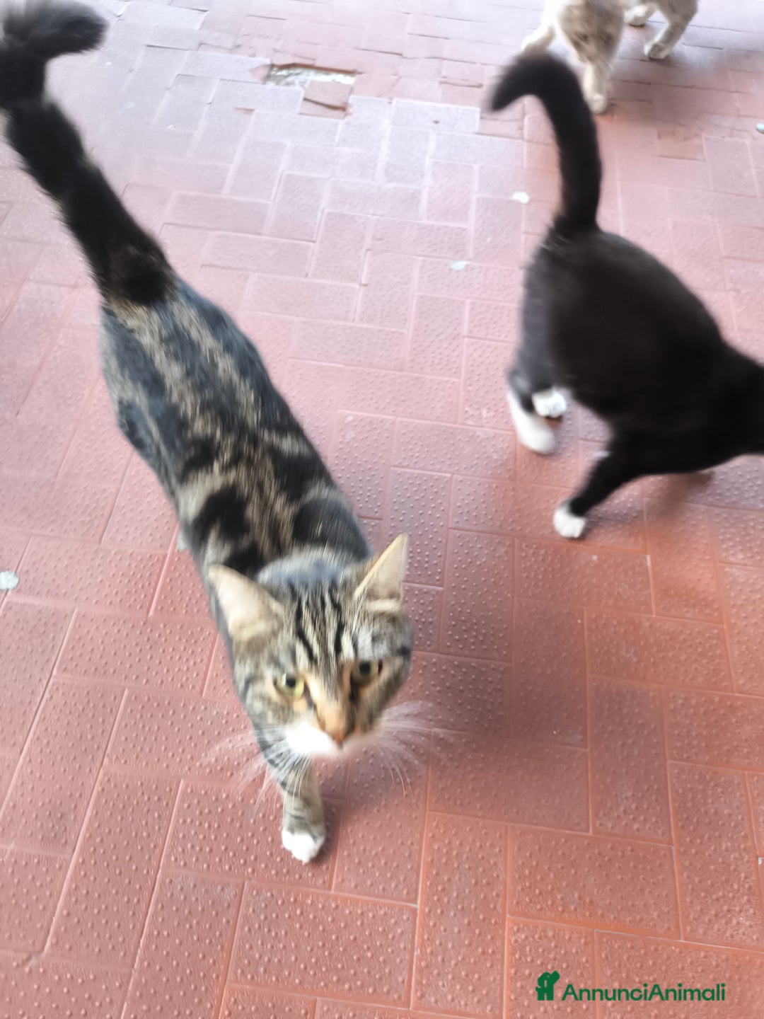 Altre razze gatti in regalo: Cucciolo in adozione  - Annuncio 3