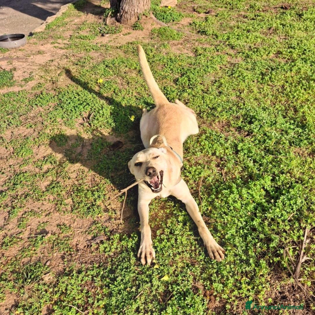 Meticcio cani in regalo: OLLY 💙-cucciolo dolce, non lasciarlo in un box - Annuncio 5