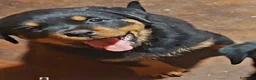 Rottweiler cani in vendita: Cuccioli rottweiler  - Annuncio 33