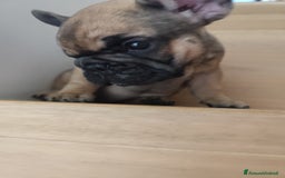Bulldog Francese cani in vendita: Cuccioli bulldog francese a Provincia di Ancona - Immagine 7