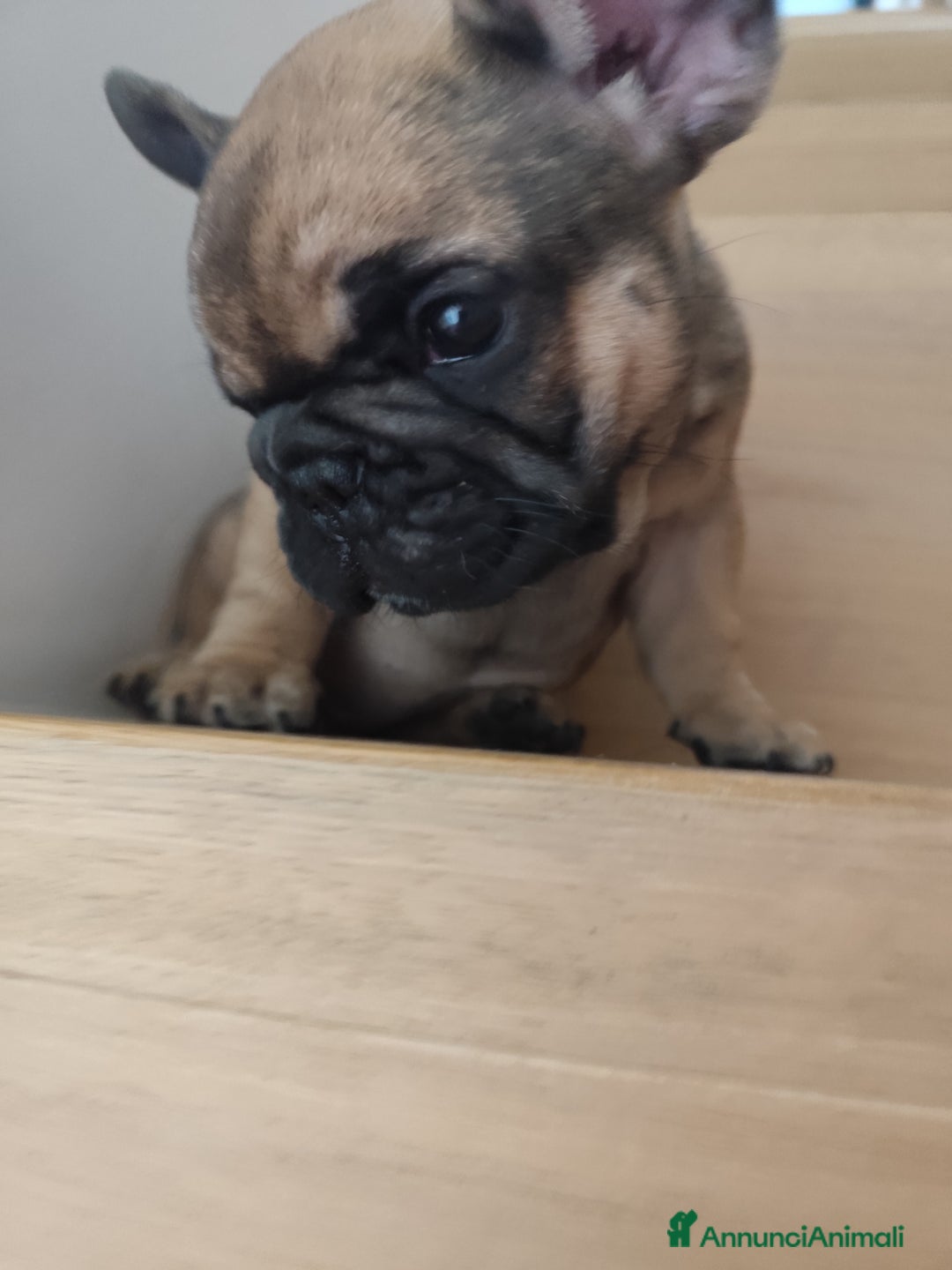 Bulldog Francese cani in vendita: Cuccioli bulldog francese a Provincia di Ancona - Immagine 7