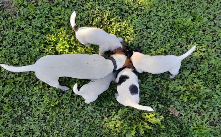 Jack Russell cani - Annuncio 11