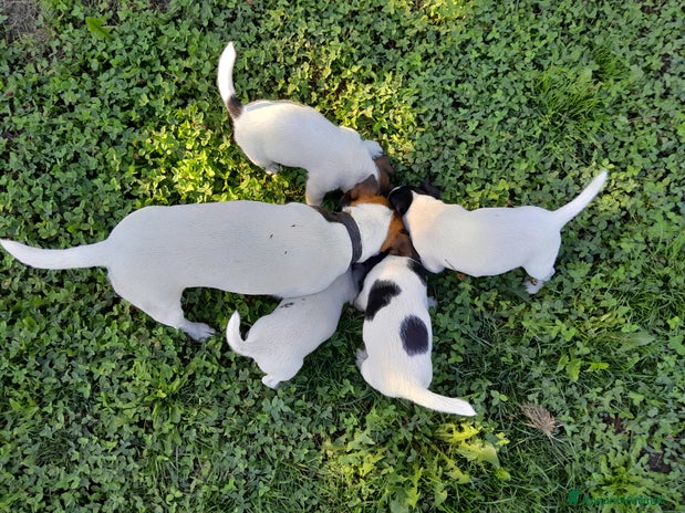 Jack Russell cani - Annuncio 11