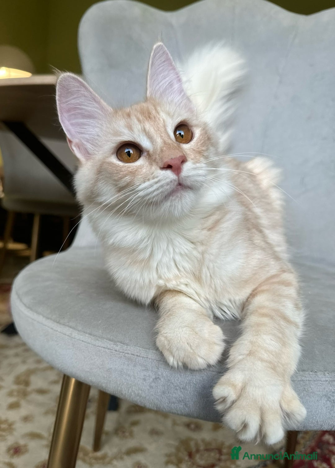 Angora turco gatti in vendita: Angora Turco, Gatto di razza  - Annuncio 9