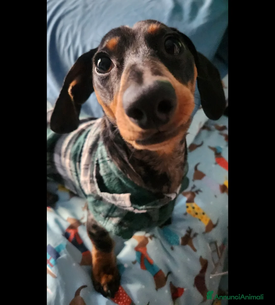 Bassotto cani per accoppiamento: Bassotto Nano Arlecchino pedigree Enci per monta - Annuncio 4