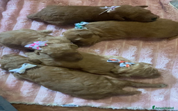 Barboncino cani in vendita: Meravigliose barboncine toy red - Immagine 3