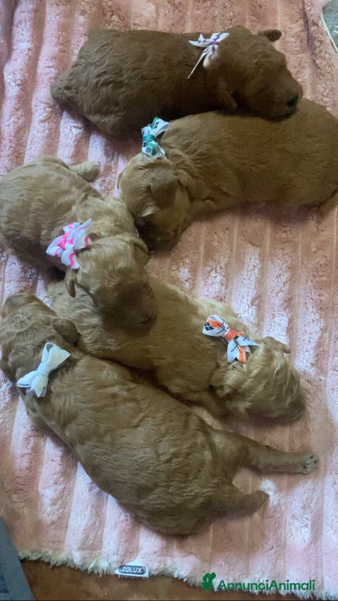 Barboncino cani in vendita: Meravigliose barboncine toy red - Immagine 3