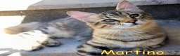 Europeo gatti in regalo:  MARTINO GATTINO TIGRATINO - Annuncio 4