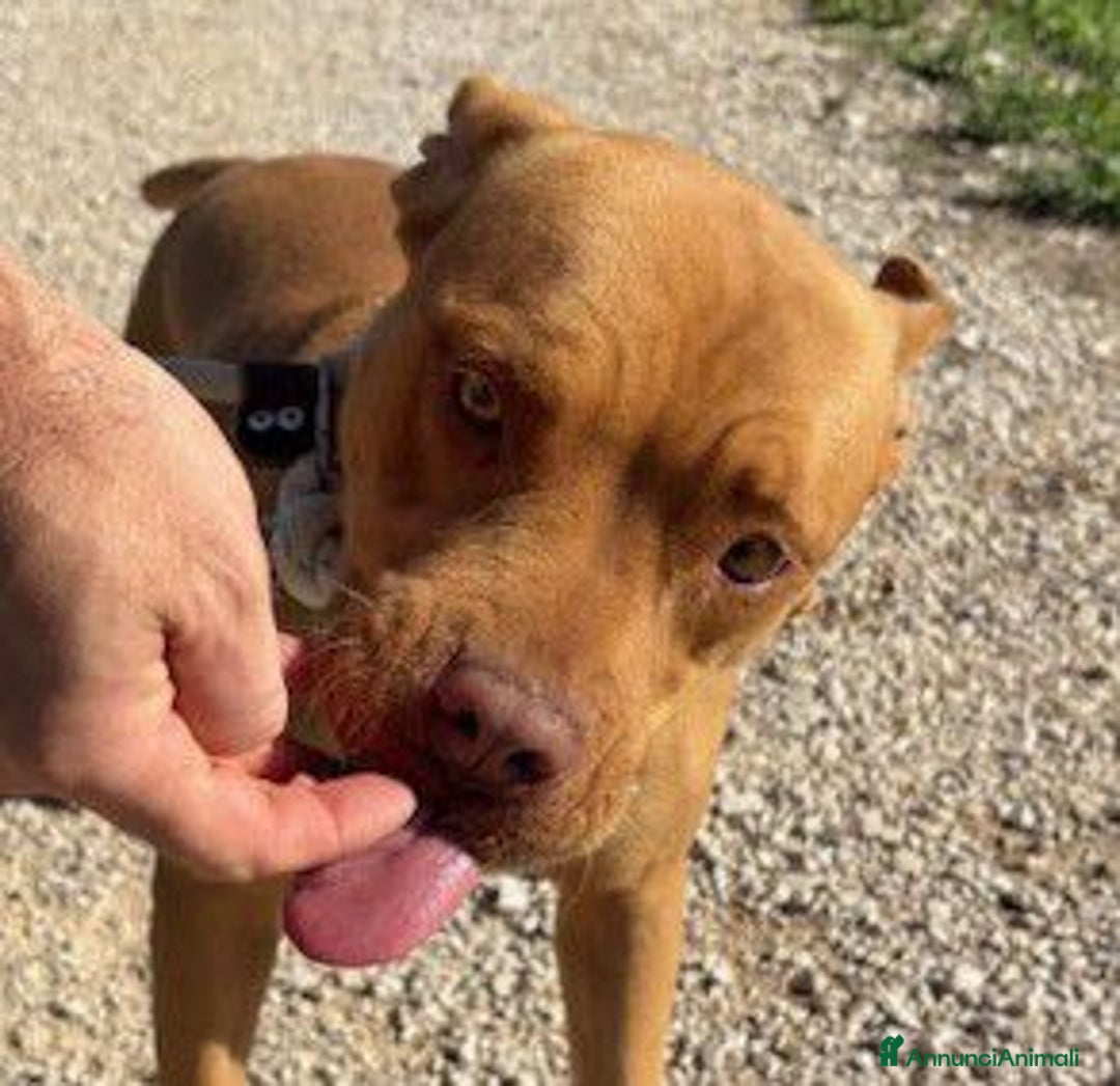 Pitbull cani in regalo: Regina, splendida pit dagli occhi marroni  - Annuncio 7