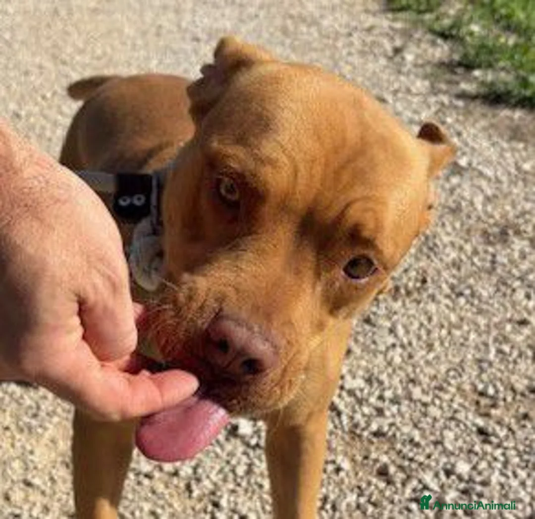 Pitbull cani in regalo: Regina, splendida pit dagli occhi marroni  - Annuncio 7