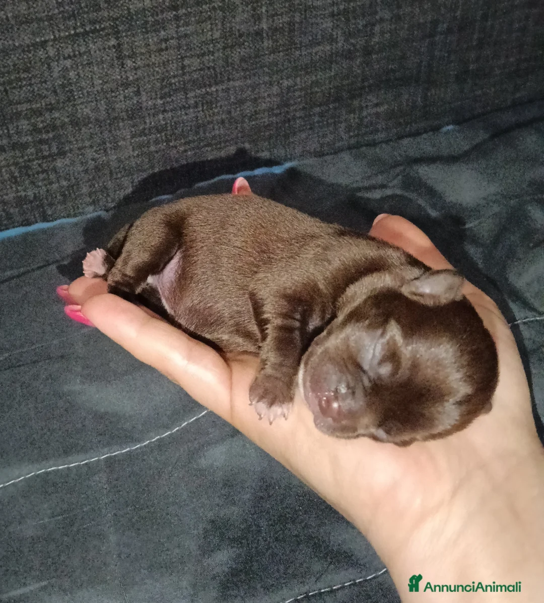 Chihuahua cani in vendita: Chihuahua 2 femmine 1 cioccolato e 1 blu - Annuncio 7