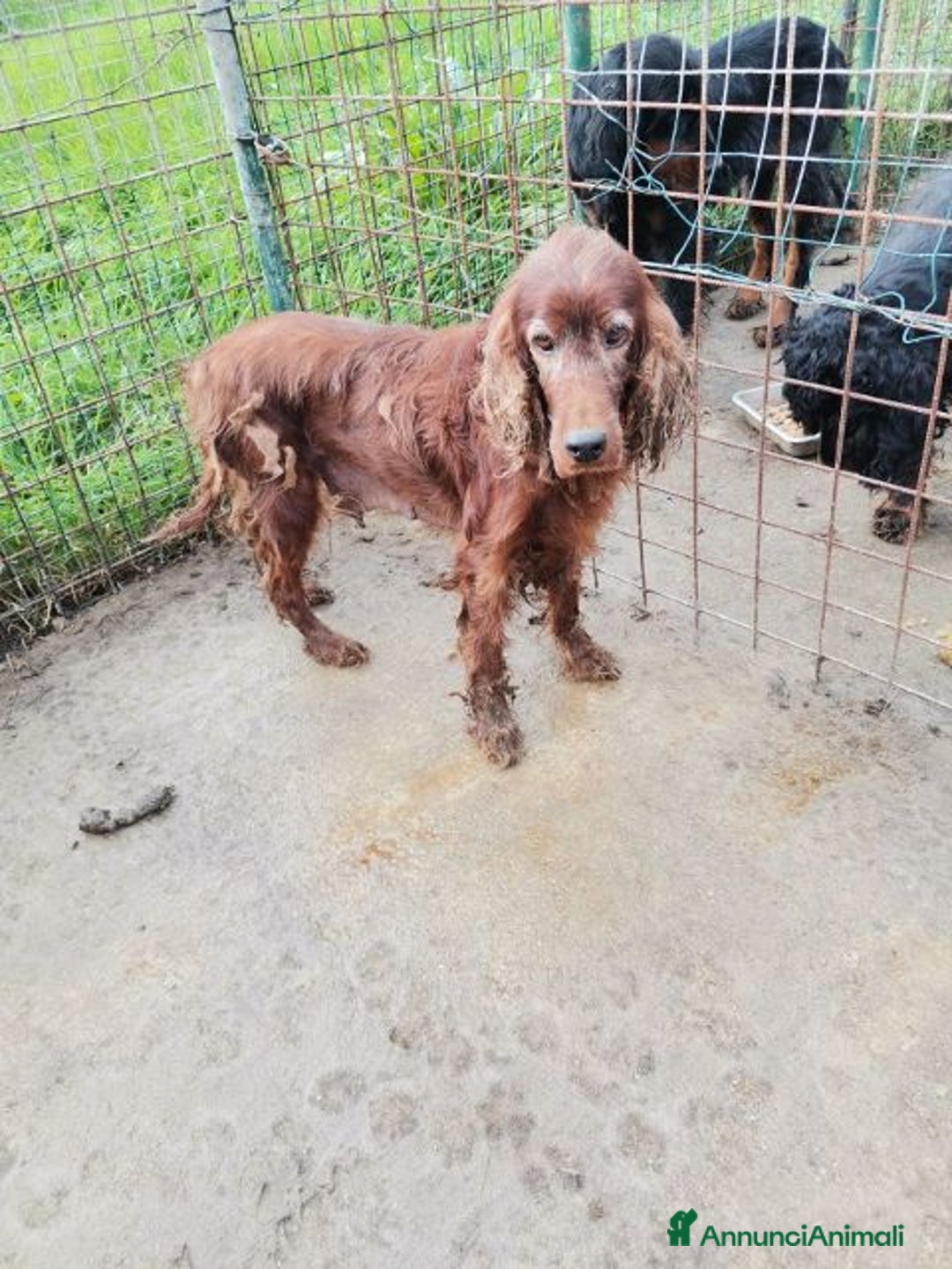 Setter Gordon cani in regalo: AVATAR e ASUKA   splendide setter - Annuncio 4