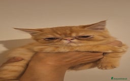 Exotic Shorthair gatti in vendita: Cucciola Exotic Shorthair Red Tabby a Provincia di Modena - Immagine 3
