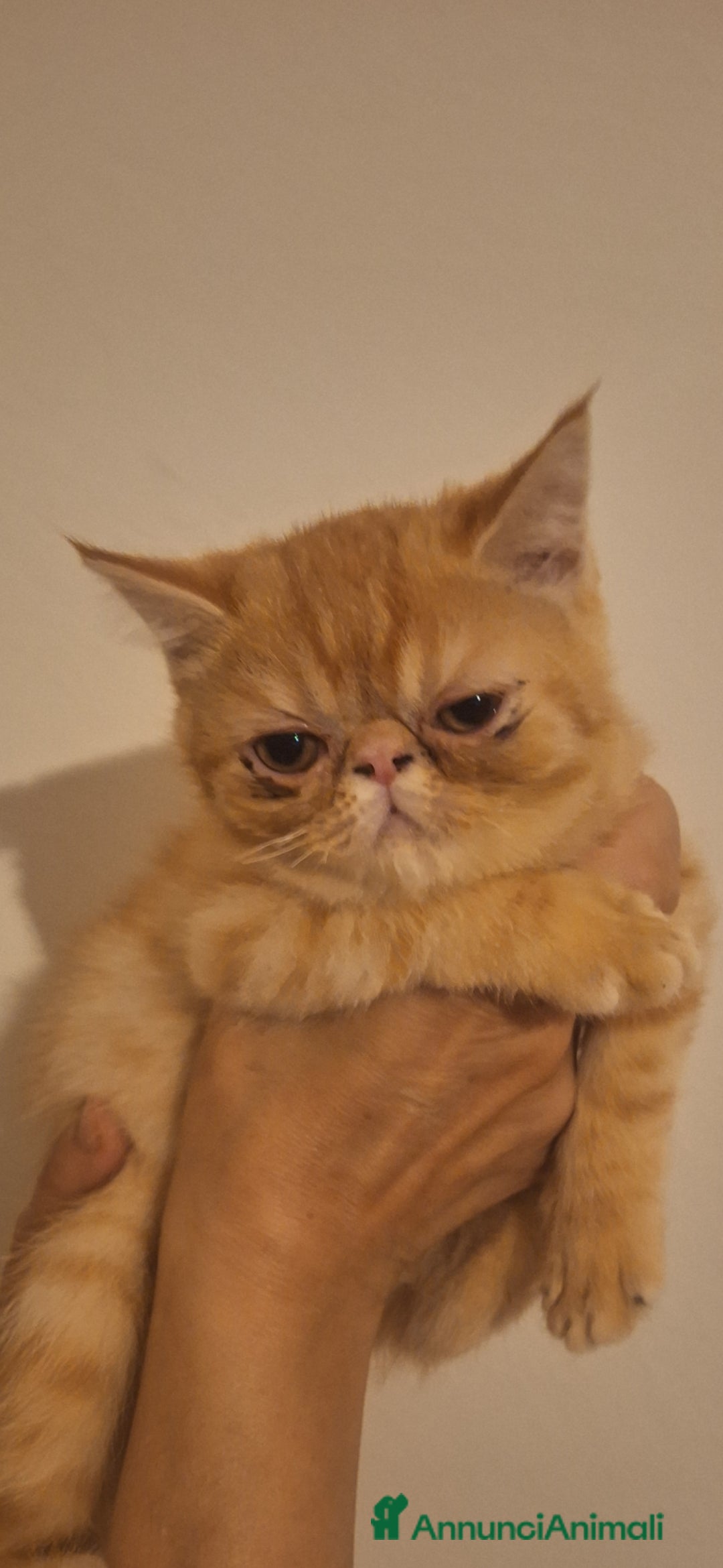 Exotic Shorthair gatti in vendita: Cucciola Exotic Shorthair Red Tabby a Provincia di Modena - Immagine 3