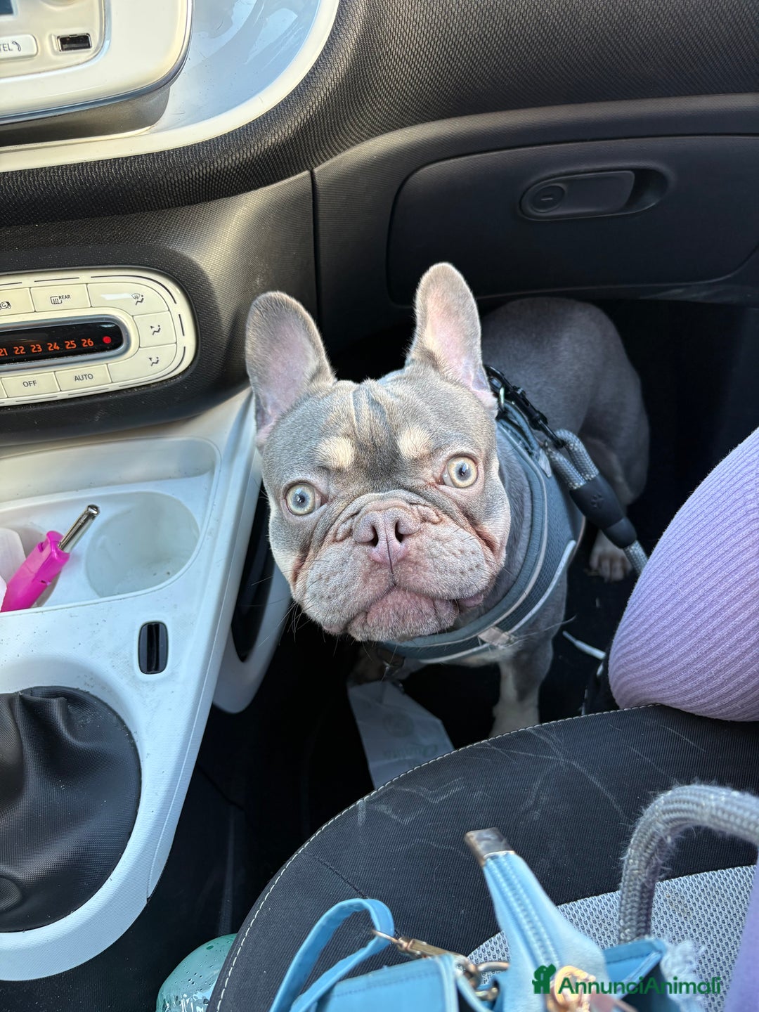 Bulldog Francese cani per accoppiamento: cane monta - Annuncio 2