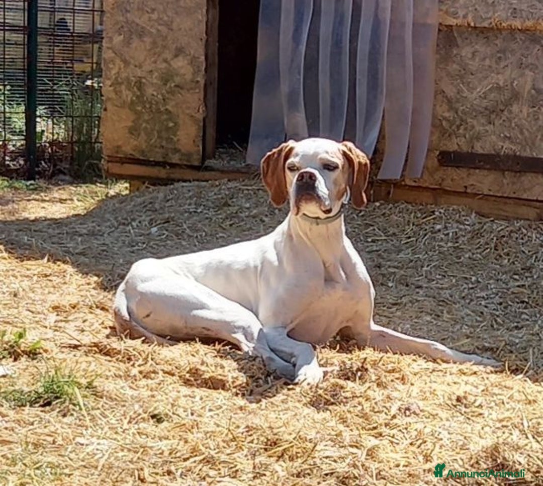 Pointer cani in regalo: DIANA dolcissima con tanta voglia di correre - Annuncio 3