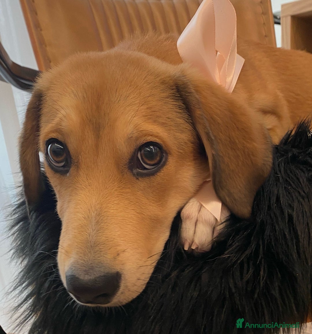 Segugio cani in regalo: Tary splendido cucciolo simil segugio - Annuncio 1