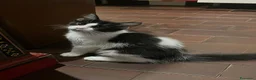 Europeo gatti in regalo: GATTINA 3 MESI - Annuncio 2