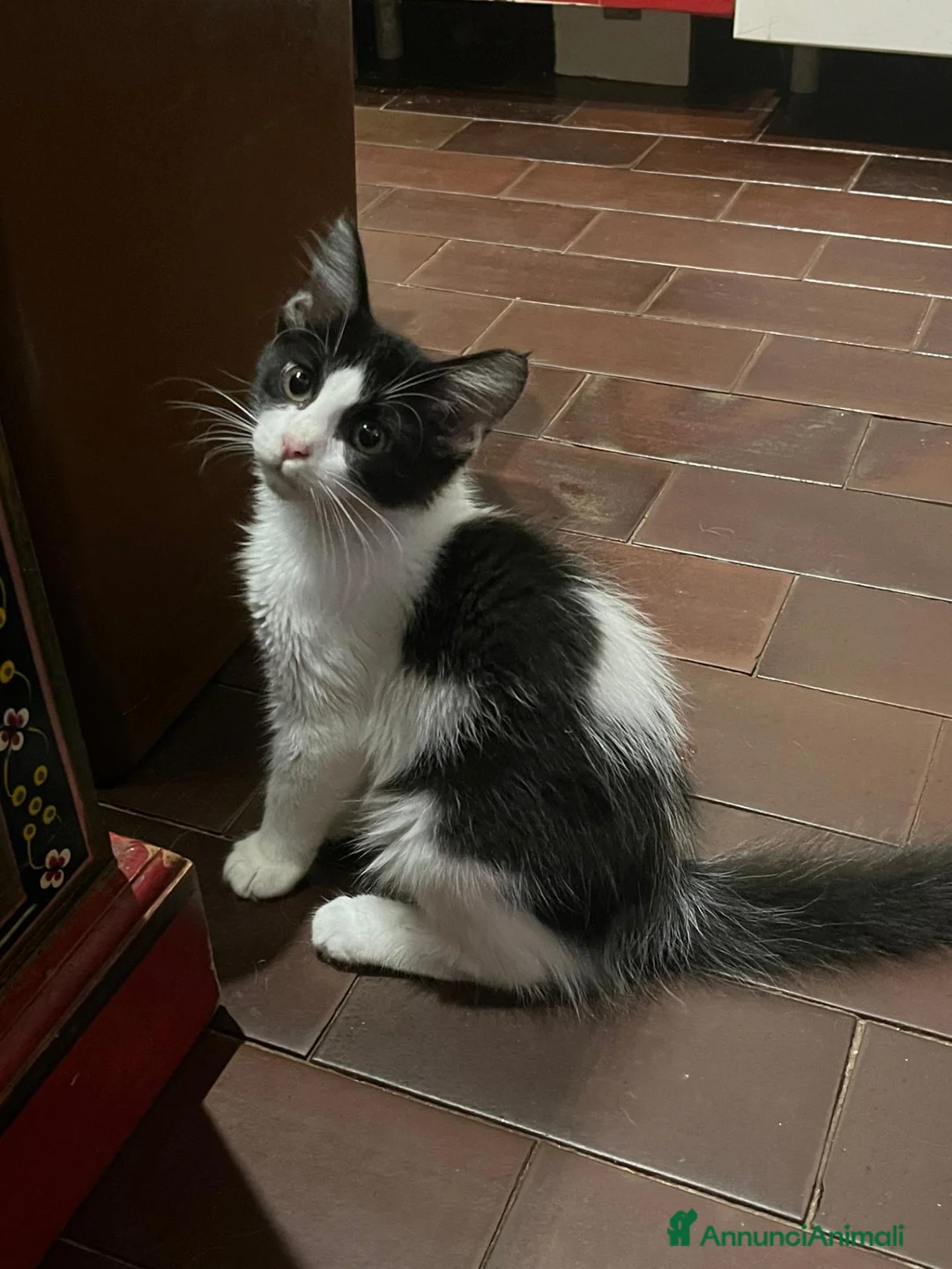 Europeo gatti in regalo: GATTINA 3 MESI - Annuncio 2