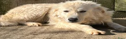 Meticcio cani in regalo: SOLE tranquillo e pacato  a Città Metropolitana di Firenze - Annuncio 2