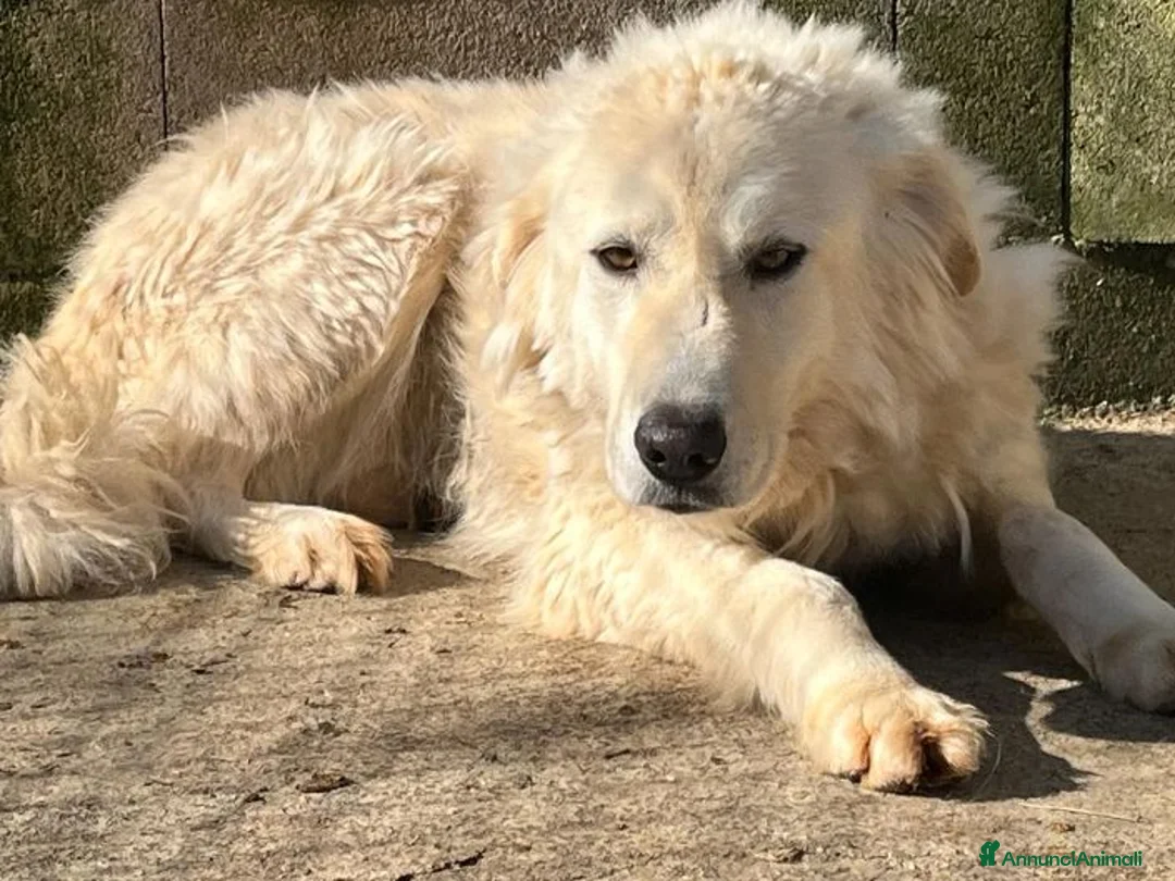 Meticcio cani in regalo: SOLE tranquillo e pacato  a Città Metropolitana di Firenze - Annuncio 2