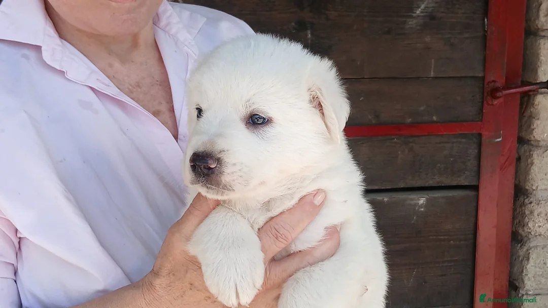 Meticcio cani in regalo: SANNY HA BISOGNO DI UNA CASA E TANTO AMORE - Annuncio 2