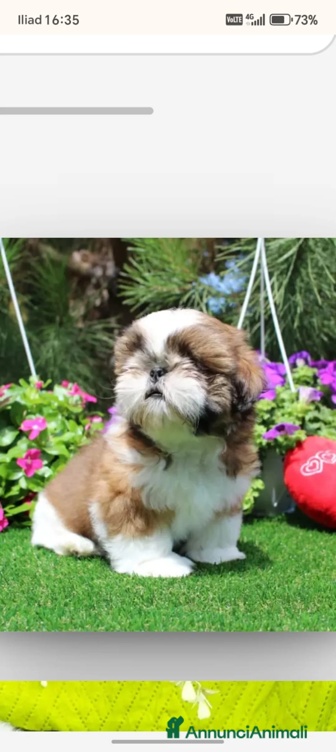 Shih Tzu cani in vendita: Cuccioli shih tzu con pedigree enci  a Città metropolitana di Roma Capitale - Annuncio 4