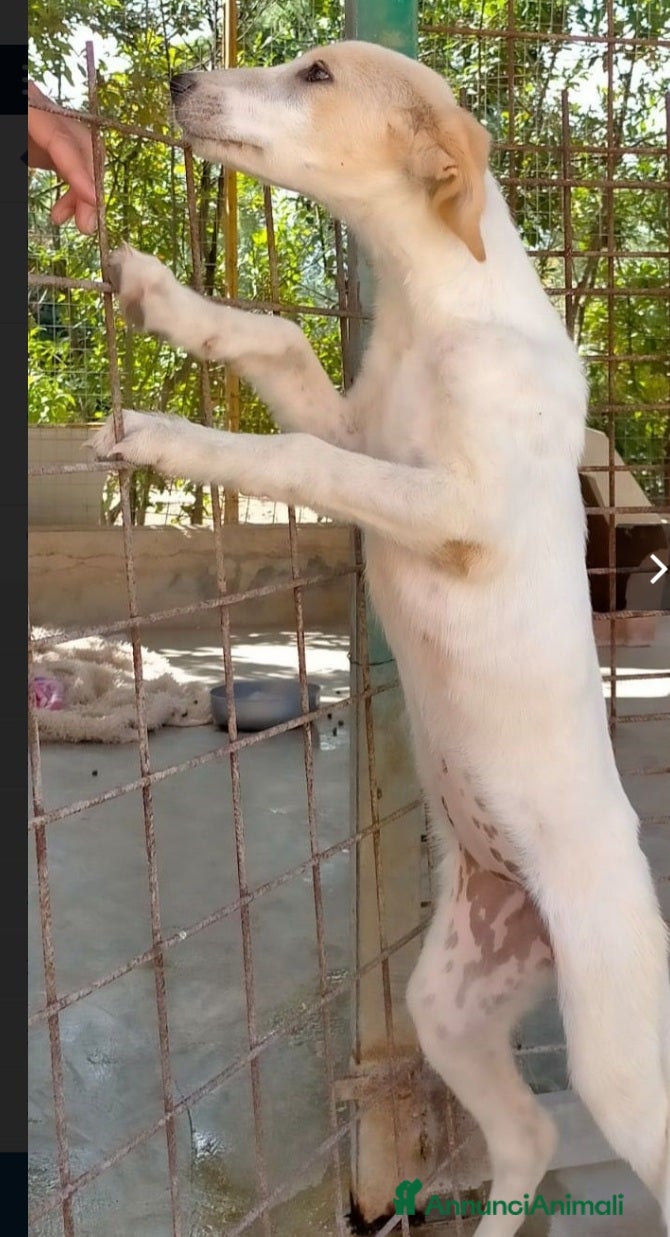 Meticcio cani 1anno pelo chiaro femmina salita mesi fa!COMO SOS a Città metropolitana di Milano - Annuncio 2
