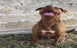 Pitbull cani in regalo: Jago, il rosso  a Città Metropolitana di Bari - Immagine 2