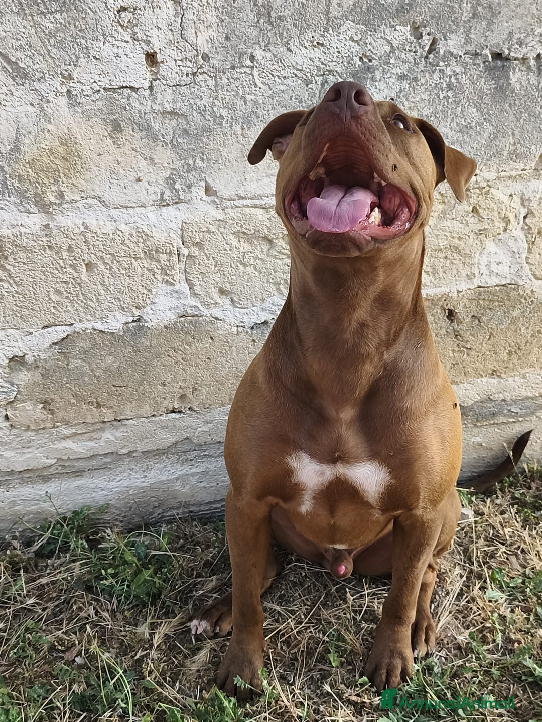 Pitbull cani in regalo: Jago, il rosso  a Città Metropolitana di Bari - Immagine 2