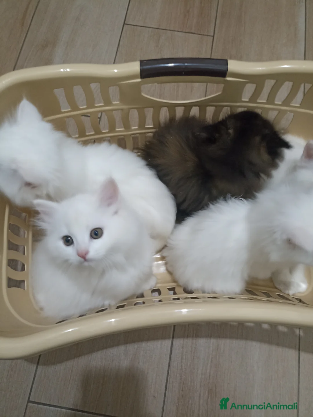 Angora turco gatti in vendita: CUCCIOLATA DI ANGORA TURCO  - Annuncio 2