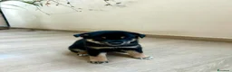 Shiba Inu cani in vendita: SPLENDIDI CUCCIOLI DI SHIBA INU - Annuncio 5