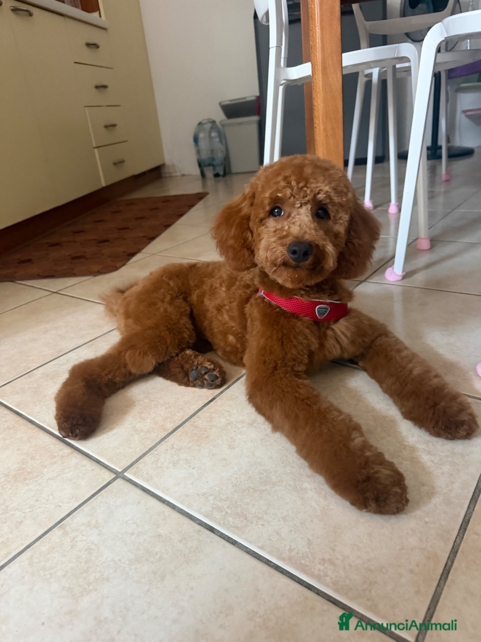 Barboncino cani Barboncino nano  - Annuncio 18